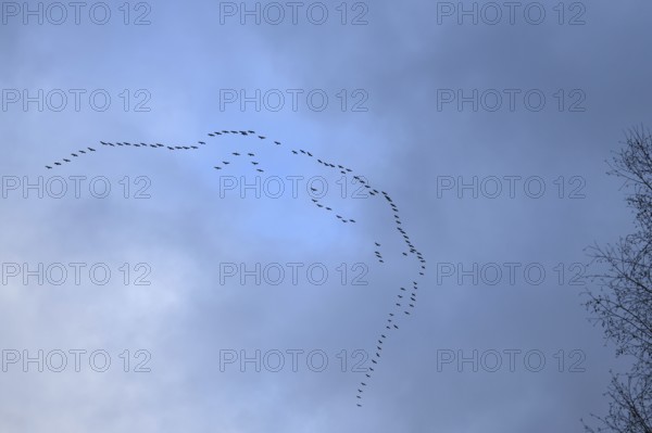 Cranes, grey cranes (Grus grus), crane migration, return of the cranes, cranes flying over, large flock of cranes, heralds of spring, large flock in flight, bird migration, typical flight formation, silhouettes in the sky, cranes returning, flying over Germany, bird migration in spring and autumn, native wildlife, native nature, Sauerland, North Rhine-Westphalia, Germany, Western Europe