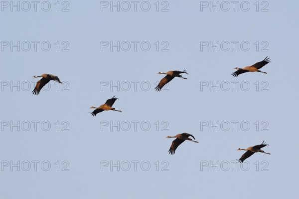 Birds of happiness... Cranes (Grus grus), small flock of cranes in the sky in the evening light, including juveniles and adults, young birds in the lower row in the middle, adult bird leads the flock, adult birds also fly at the end of the formation, crane migration in autumn, wildlife, native nature, Mecklenburg-Western Pomerania, Germany, Eastern Germany, Western Europe