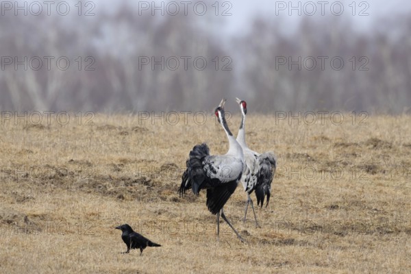 Common cranes, grey cranes, crane (Grus grus) pair, couple during mating season in early spring, in splendid plumage, summer plumage, courtship display, dancing and trumpeting. Courtship is not only about finding a mate, but also about cohesion, the bond between the partners, wonderful experience, impressive natural spectacle, wildlife, native nature, Mecklenburg-Western Pomerania, Germany, Western Europe