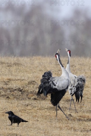 Common cranes, grey cranes, crane (Grus grus) pair, couple during mating season in early spring, in splendid plumage, summer plumage, courtship display, dancing and trumpeting. Courtship is not only about finding a mate, but also about cohesion, the bond between the partners, wonderful experience, impressive natural spectacle, wildlife, native nature, Mecklenburg-Western Pomerania, Germany, Western Europe