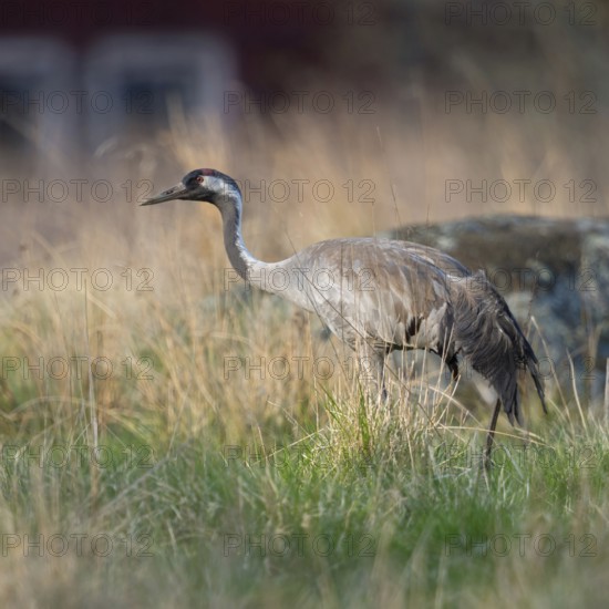 Common crane (Grus grus) in splendid plumage with long beautiful decorative feathers in its breeding area in Sweden, walking through a meadow near the edge of a forest in search of food, in the background a typical Swedish house, beautiful light, beautiful surroundings, wildlife, native nature, southern Sweden, Sweden, Scandinavia, Northern Europe