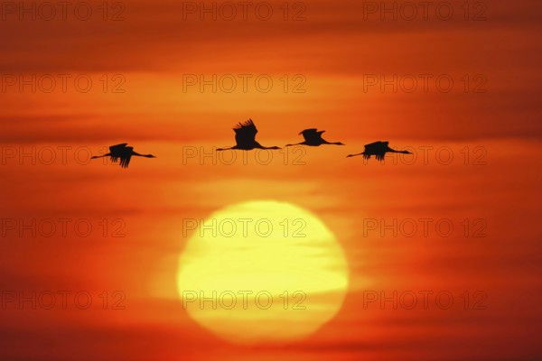 Bird of happiness... Grey crane (Grus grus), silhouettes of flying cranes, birds in front of rising, setting sun, in the dawn, sunset, very atmospheric picture of crane migration, wildlife, native nature, Mecklenburg-Western Pomerania, Germany, Eastern Germany, Western Europe
