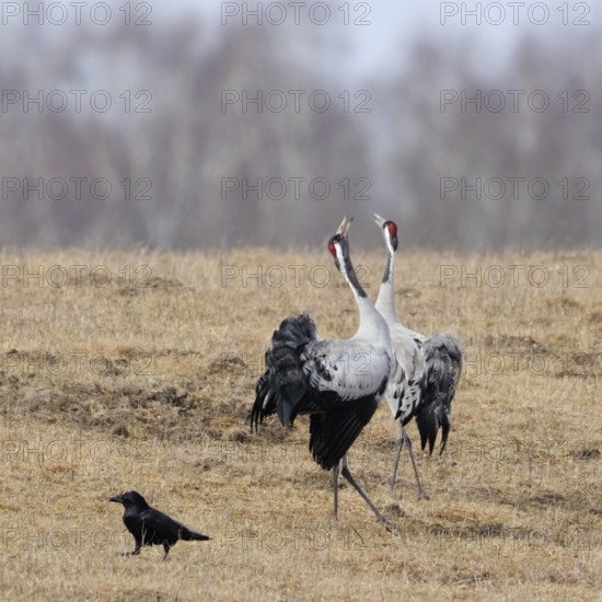 Common cranes, grey cranes, crane (Grus grus) pair, couple during mating season in early spring, in splendid plumage, summer plumage, courtship display, dancing and trumpeting. Courtship is not only about finding a mate, but also about cohesion, the bond between the partners, wonderful experience, impressive natural spectacle, wildlife, native nature, Mecklenburg-Western Pomerania, Germany, Eastern Germany, Western Europe