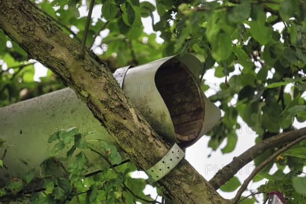 Empty, uninhabited nesting tube of the little owl (Athene noctua) in a tree, Höxter, Weserbergland, Germany