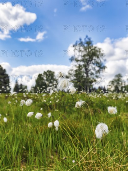 Cotton grass (Eriophorum) in a meadow, Black Forest, Germany