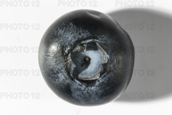 View of the top of a dark blueberry, macro shot