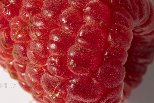 Close-up of a red raspberry with a clear structure