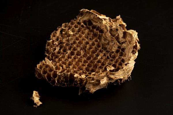 Piece of honeycomb from an abandoned hornet's nest against a black background