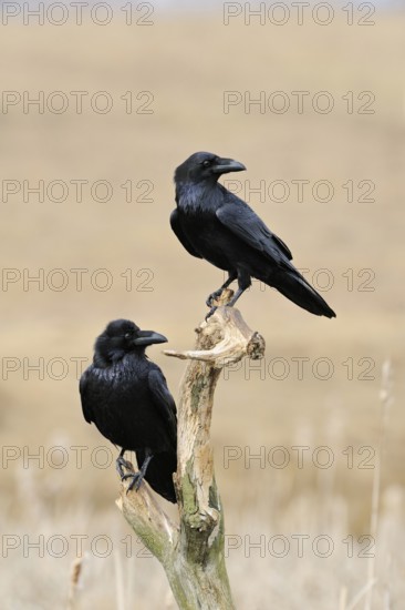 In a double pack... Raven (Corvus corax) sitting exposed in the reeds, in natural surroundings in pairs on a dead tree, looking around, beautiful light, harmonious colours, native nature, Mecklenburg-Western Pomerania, Germany, Western Europe