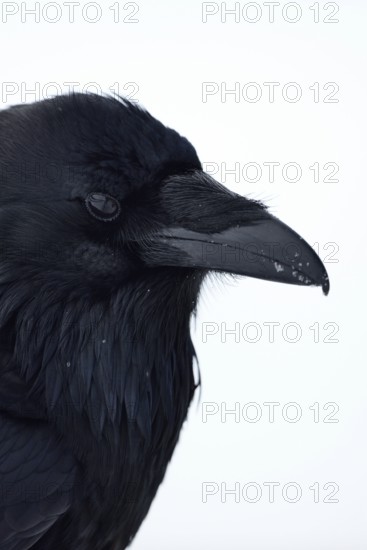 Raven (Corvus corax) in winter, detailed close-up, head portrait, Yellowstone area, nature in Yellowstone, Wyoming, Montana, North America, United States of America