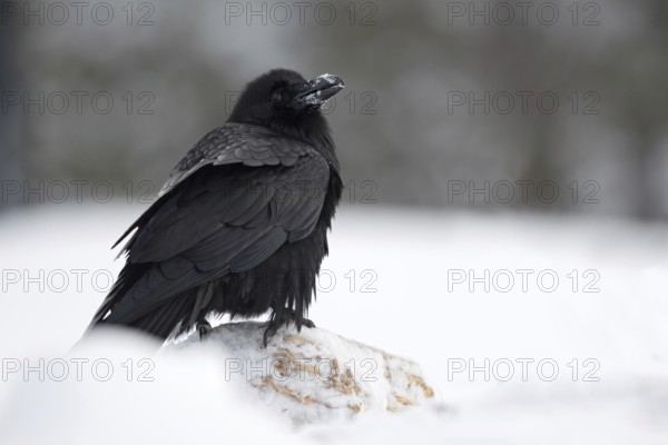 Hans Huckebein... Raven (Corvus corax) in the snow, largest native raven, raven-black with large massive beak looks around, looks over his shoulder, ravens are considered to be extremely intelligent and alert, also appear in numerous fairy tales, native nature, Mecklenburg-Western Pomerania, Germany, Western Europe