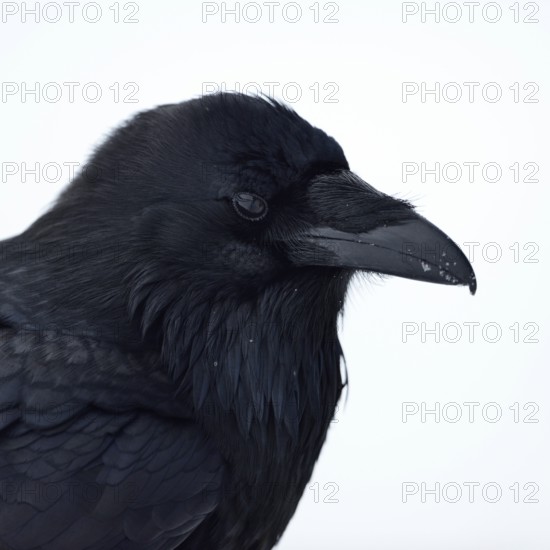 Raven (Corvus corax) in winter, detailed close-up, head portrait, Yellowstone area, nature in Yellowstone, Wyoming, Montana, North America, United States of America