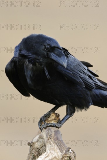 Odin's bird... Raven (Corvus corax), largest native songbird, curious and intelligent, typical raven, raven bird, black bird, detailed shot of the blue-black shimmering plumage structures, fine light, harmonious colours, interesting shot due to the cheeky, a little sly look, funny picture, native nature, Mecklenburg-Western Pomerania, Germany, Western Europe