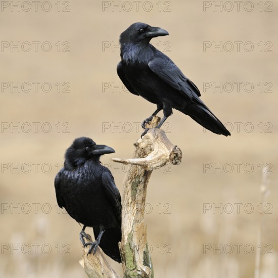 In a double pack... Raven (Corvus corax), sitting exposed in the reeds, in natural surroundings in pairs on a dead tree, looking around, beautiful light, harmonious colours, funny picture, pair, couple, native nature, Mecklenburg-Western Pomerania, Germany, Western Europe
