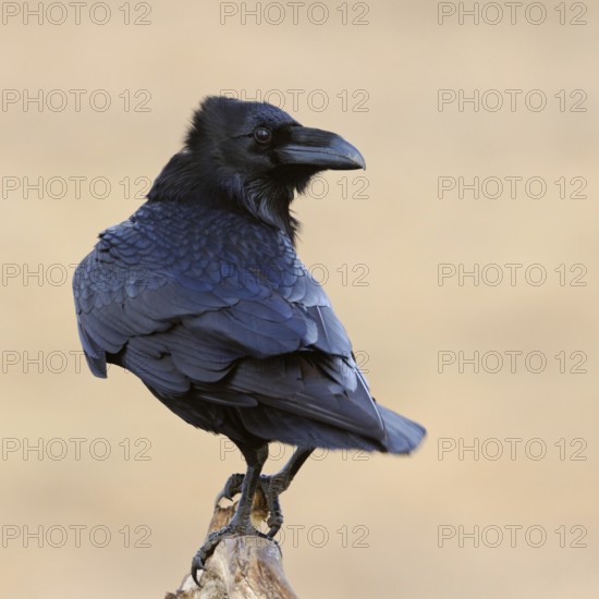 Raven (Corvus corax), clear, detailed shot of a raven on its exposed perch on a dead, dead tree, blue-black shimmering plumage structures, fine light, harmonious colours, interesting shot due to the cheeky, curious look back over the shoulder, funny picture, native nature, Mecklenburg-Western Pomerania, Germany, Western Europe