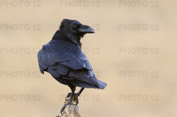 Raven (Corvus corax), clear, detailed shot of a raven on its exposed perch on a dead, dead tree, blue-black shimmering plumage structures, fine light, harmonious colours, interesting shot due to the cheeky, curious look back over the shoulder, funny picture, native nature, Mecklenburg-Western Pomerania, Germany, Western Europe
