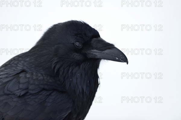 Raven (Corvus corax) in winter, detailed close-up, head portrait, Yellowstone area, USA, nature in Yellowstone, Wyoming, Montana, North America, United States of America