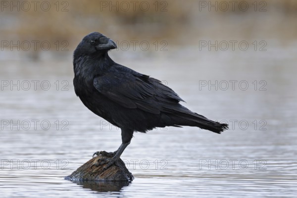 Always on the lookout... Raven (Corvus corax), Europe's largest raven stands on a tree stump in the centre of a small body of water, looking around attentively, native nature, Mecklenburg-Western Pomerania, Germany, Western Europe