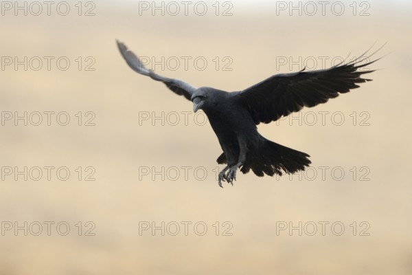 On the approach... Common raven (Corvus corax) with its wings spread wide, Europe's largest raven and the largest songbird in the world, extremely intelligent raven, to which numerous characteristics were ascribed in ancient times, including Odin's bird, native nature, Mecklenburg-Western Pomerania, Germany, Western Europe
