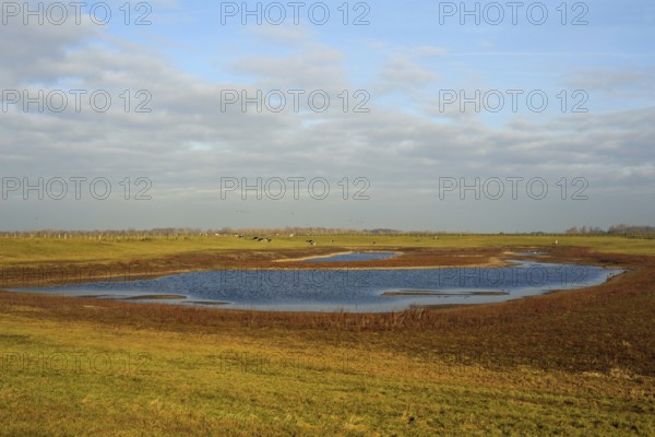 The tidal basin... Bislicher Insel, resting area for many migratory birds, roosting and resting waters for wild geese and cranes as well as for many other water birds, nationally known nature reserve along an oxbow of the Rhine, surrounded by meadows and fields, rural idyll, landscape on the Lower Rhine, native nature, Bislicher Insel, Wesel district, Rhineland, North Rhine-Westphalia, Germany, Western Europe