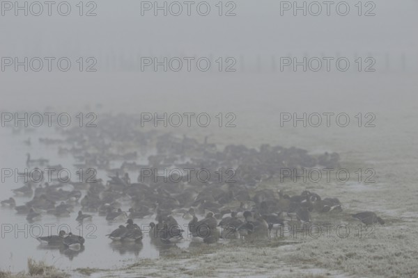 Wild geese, mainly white-fronted geese (Anser albifrons) resting, resting on a wet, cold, cloudy winter day on a body of water, seeking shelter in a group, arctic, northern wild geese that winter here year after year, native nature, Bislicher Insel, Wesel district, Rhineland, Lower Rhine, North Rhine-Westphalia, Germany, Western Europe