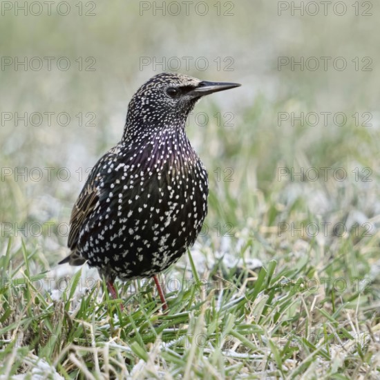 Starling (Sturnus vulgaris) in winter, sitting, standing in a meadow, in frosty grass, remnants of snow, well-known, common songbird, known as a migratory bird, but also increasingly winters here as a resident bird, native nature, Bislicher Insel, Wesel district, Rhineland, Lower Rhine, North Rhine-Westphalia, Germany, Western Europe