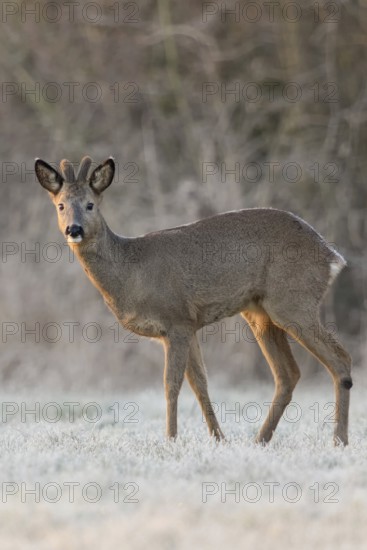 Roe deer (Capreolus capreolus), roebuck in winter, winter coat, velvet antlers, standing at the edge of the forest at sunrise on a snow-covered frosty meadow, eyes, secures, native nature, Bislicher Insel, Wesel district, Rhineland, Lower Rhine, North Rhine-Westphalia, Germany, Western Europe