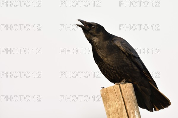 Cawing loudly... Raven crow (Corvus corone), also called carrion crow, hoarsely calling, sitting on a fence post in winter, native nature, Bislicher Insel, Wesel district, Rhineland, Lower Rhine, North Rhine-Westphalia, Germany, Western Europe