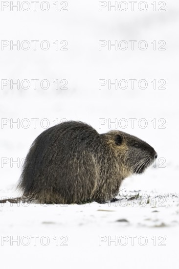 Nutria (Myocastor coypus) in winter, sitting on a snow-covered field, nutria originate from South America, but have also spread widely in Europe as captive refugees, invasive species, neozoa, neozoon, do not cope well with cold, frosty temperatures, wildlife, native nature, Bislicher Insel, Wesel district, Rhineland, Lower Rhine, North Rhine-Westphalia, Germany, Western Europe