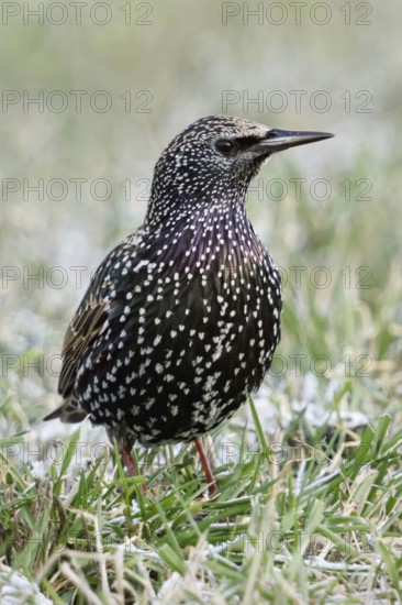 Starling (Sturnus vulgaris) in winter, sitting, standing in a meadow, in frosty grass, remnants of snow, well-known, common songbird, known as a migratory bird, but also increasingly winters here as a resident bird, native nature, Bislicher Insel, Wesel district, Rhineland, Lower Rhine, North Rhine-Westphalia, Germany, Western Europe