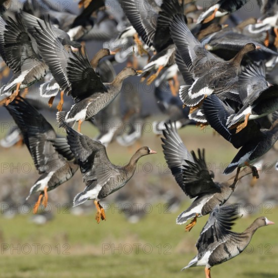 Departure... White-fronted geese (Anser albifrons), arctic wild geese, winter in large numbers in Germany, for example on the Lower Rhine, flying up, flock of birds rises in panic, mass take-off, flies up hectically after disturbance, native nature, Bislicher Insel, Wesel district, Rhineland, Lower Rhine, North Rhine-Westphalia, Germany, Western Europe
