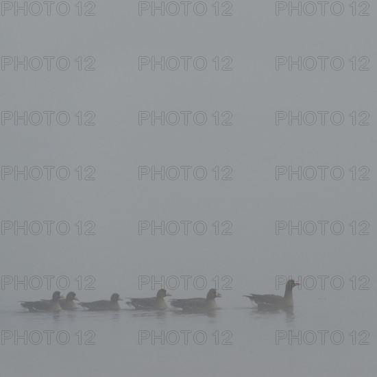 Dreariness... White-fronted geese (Anser albifrons) swimming on a foggy day in winter (cloudy winter day, cold and wet weather) on a body of water on the Lower Rhine, wildlife, local nature, Bislicher Insel, Wesel district, Rhineland, Lower Rhine, North Rhine-Westphalia, Germany, Western Europe