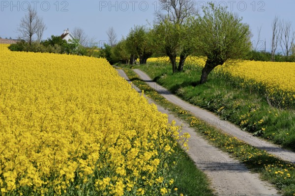 Tiny countryroad with typical old willow trees and field of rape in SkÃ¥ne County, South Sweden