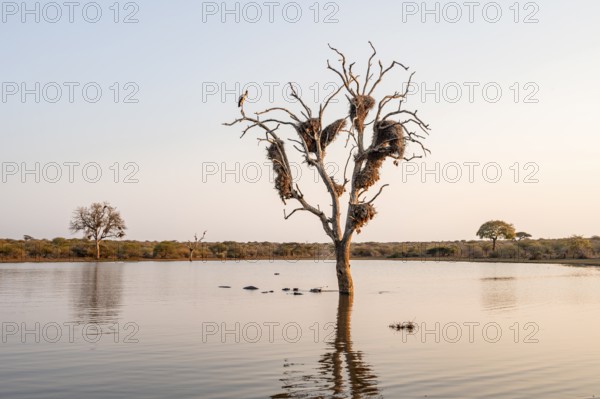 Still lake with reflection and dead tree full of bird nests, hippos (Hippopatamus amphibius), group in the water in the evening light, Sunset Dam, Kruger National Park, South Africa