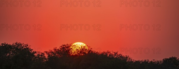 Red glowing sun setting behind trees, sunset, Kruger National Park, South Africa