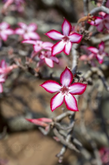 Multiflorous desert rose (Adenium multiflorum) also known as Sabi star, many pinkish white flowers, Kruger National Park, South Africa