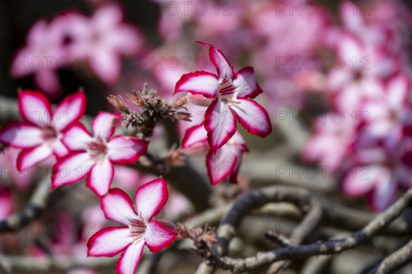 Multiflorous desert rose (Adenium multiflorum) also known as Sabi star, many pinkish white flowers, Kruger National Park, South Africa