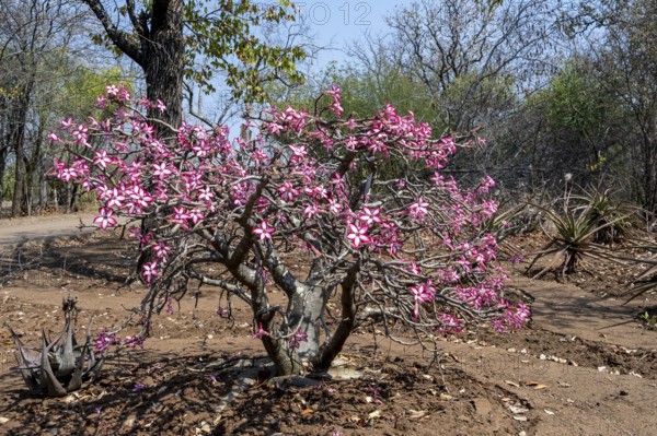 Tree of the many-flowered desert rose (Adenium multiflorum) also known as Sabi Stern, with many pinkish white flowers, Kruger National Park, South Africa