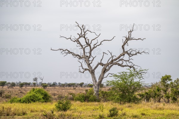 Dead tree in dry savannah landscape, Kruger National Park, South Africa