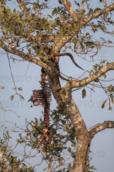Skeleton of a dead eaten impala (Aepyceros melampus) hunted by a leopard hanging in a tree, Kruger National Park, South Africa