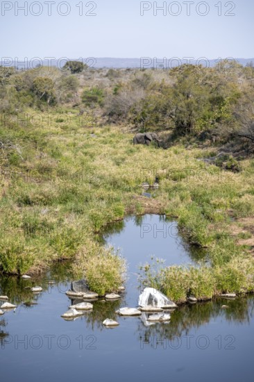 African elephant (Loxodonta africana) in an idyllic river landscape, Kruger National Park, South Africa