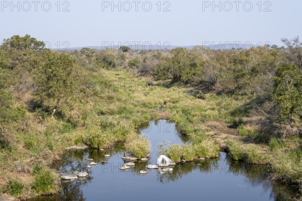 African elephant (Loxodonta africana) in an idyllic river landscape, Kruger National Park, South Africa
