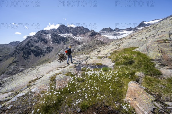 Mountaineer on hiking trail, rocky mountain landscape with cotton grass, behind Königshofspitz, Schwarzwandspitz and glacier Ãœbeltalferner, descent from the summit Roter Grat, Stubai Alps, South Tyrol, Italy