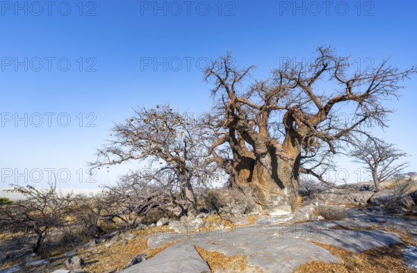 African baobab or baobab tree (Adansonia digitata), several trees, Kubu Island (Lekubu), Sowa Pan, Makgadikgadi salt pans, Botswana
