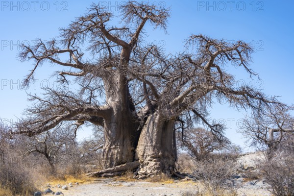 African baobab or baobab tree (Adansonia digitata), Kubu Island (Lekubu), Sowa Pan, Makgadikgadi salt pans, Botswana