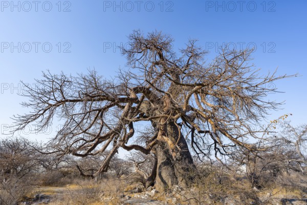 Large baobab tree, African baobab or baobab tree (Adansonia digitata), Kubu Island (Lekubu), Sowa Pan, Makgadikgadi salt pans, Botswana
