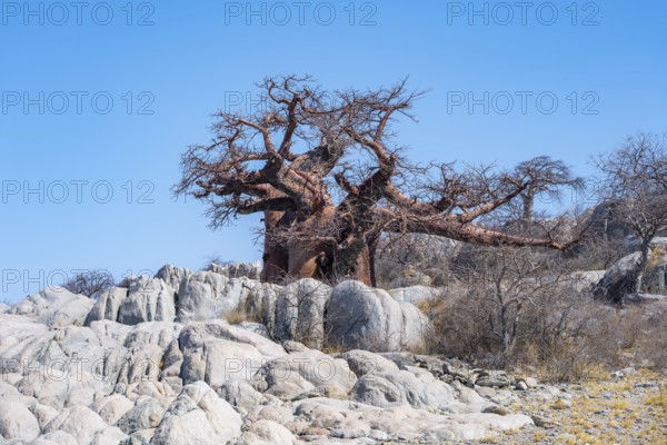 African baobab or baobab tree (Adansonia digitata), between round rocks, Kubu Island (Lekubu), Sowa Pan, Makgadikgadi salt pans, Botswana