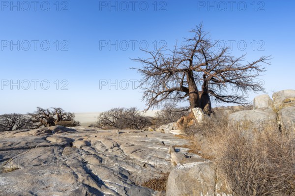 African baobab or baobab tree (Adansonia digitata), several trees overlooking the salt pan, Kubu Island (Lekubu), Sowa Pan, Makgadikgadi Salt Pans, Botswana