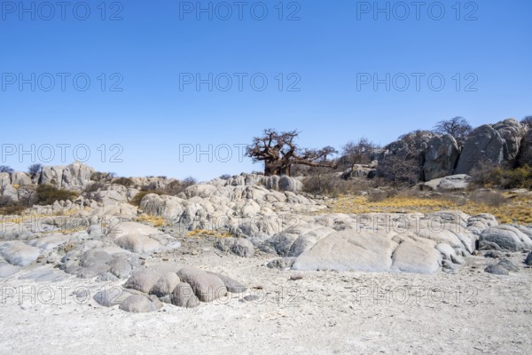 African baobab or baobab tree (Adansonia digitata), round rocks at the salt pan, Kubu Island (Lekubu), Sowa Pan, Makgadikgadi salt pans, Botswana
