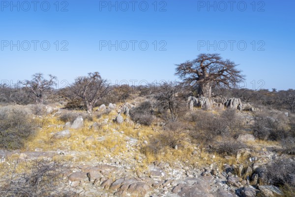 African baobab or baobab tree (Adansonia digitata), several trees on Kubu Island (Lekubu), Sowa Pan, Makgadikgadi salt pans, Botswana